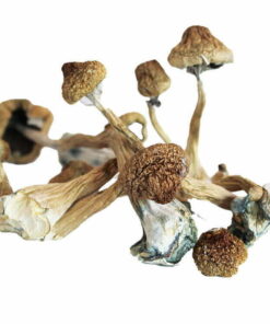 Buy African Transkei mushroom