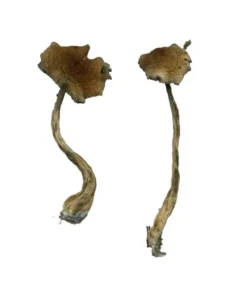 Buy Alacabenzi Magic Mushrooms online