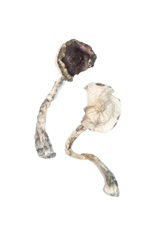 Albino A+ Magic Mushrooms - Image 2