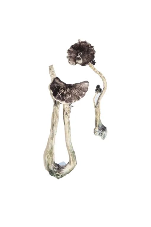 Albino A+ Magic Mushrooms - Image 3