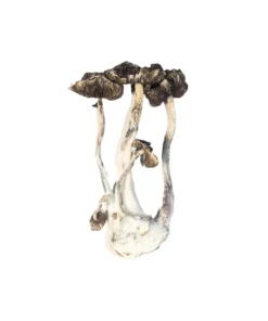 Buy Albino A plus Mushrooms
