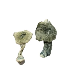 Buy Albino Cambodian mushrooms