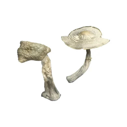 Buy Louisiana Magic Mushrooms