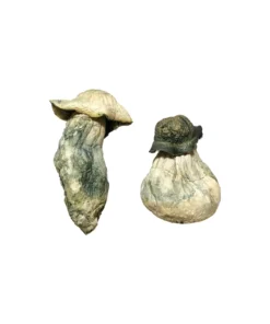 Albino Penis Envy Magic Mushrooms Online