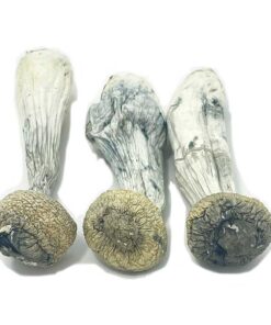 Buy Albino Penis Envy Mushrooms