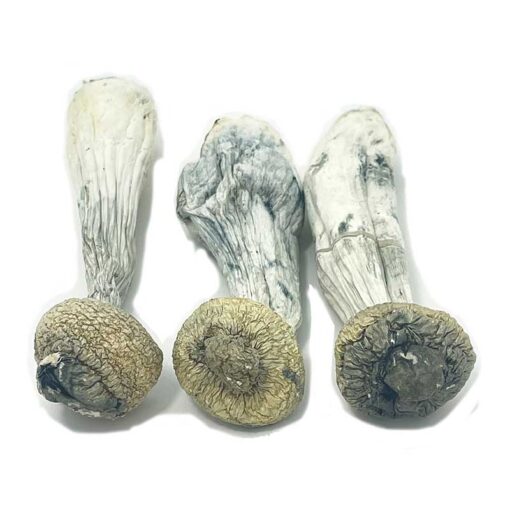 Buy Albino Penis Envy Mushrooms