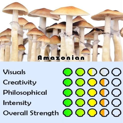 Amazonian Mushrooms - Image 2