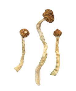 buy magic mushrooms online