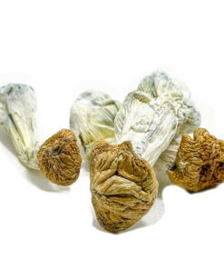 Buy Aztec Gods Magic Mushrooms