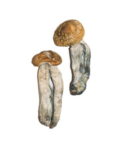 Buy Mexican Magic Mushrooms