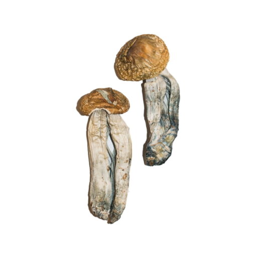Buy Mexican Magic Mushrooms