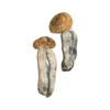 Buy Big Mex Magic Mushrooms