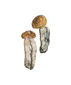 Buy Big Mex Magic Mushrooms