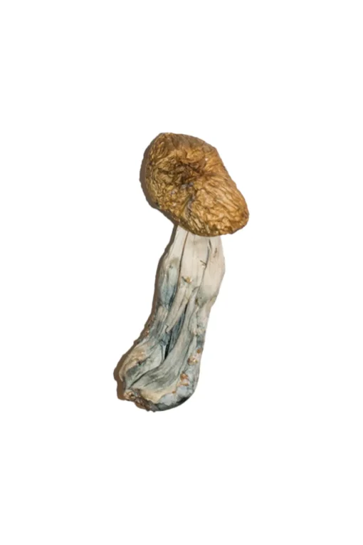 Big Mex Magic Mushrooms - Image 2