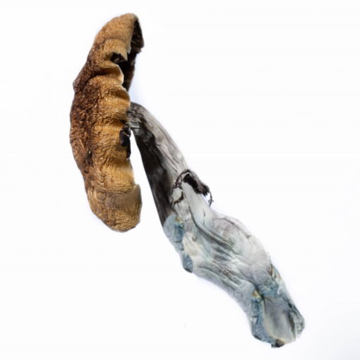 Blue Meanie Mushroom - Image 2