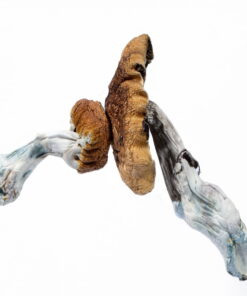 Buy Blue Meanie mushrooms online