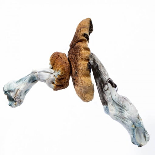 Buy Blue Meanie mushrooms online
