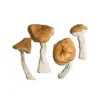 Buy Burmese Magic Mushrooms online