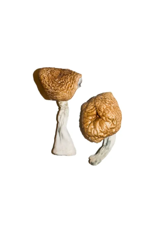Buy Burmese Magic Mushrooms online