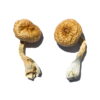 Buy Cambodian Gold Mushroom
