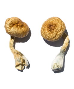 Buy Cambodian Gold Mushroom