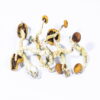 Buy Creeper Magic Mushrooms Online
