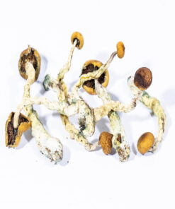 Buy Creeper Magic Mushrooms Online