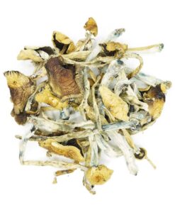 Buy Golden Teacher Mushroom Online