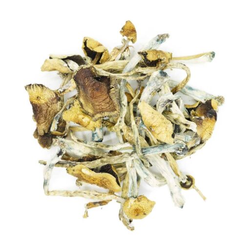 Buy Golden Teacher Mushroom Online
