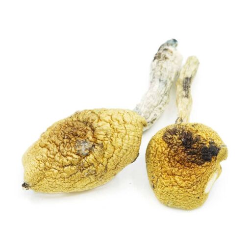 Golden Teacher Mushrooms - Image 2