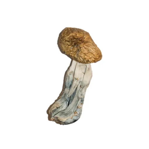 Mexican Magic Mushroom - Image 2