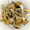 Buy Brazilian Magic Mushrooms Online