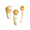 Buy Penis Envy mushrooms