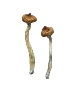 Buy Escondido Magic Mushrooms Online