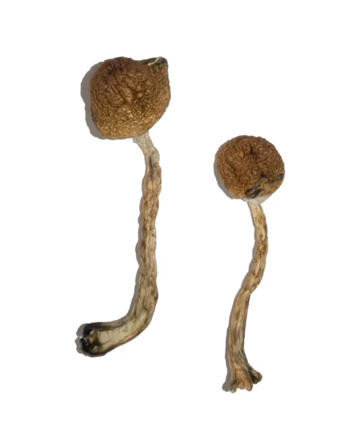 Malabar Magic Mushrooms - Image 2