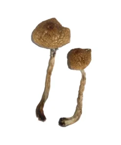buy Malabar magic mushrooms online