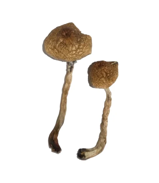 buy Malabar magic mushrooms online