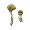 Buy Mazatapec magic mushrooms online