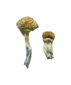 Buy Mazatapec magic mushrooms online