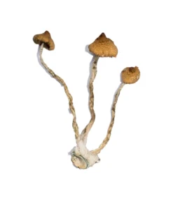 Buy Syzygy Magic Mushrooms online