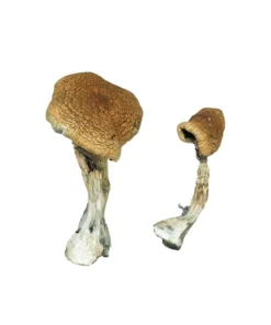 Buy Texas Yellow Cap Magic Mushrooms