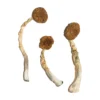 Buy Treasure Coast mushrooms online