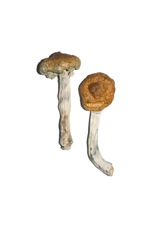 Buy Vietnamese Magic Mushrooms online