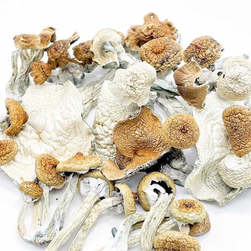 MAGIC MUSHROOMS