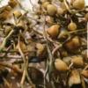 Buy Liberty Caps Mushroom Online