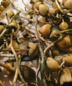 Buy Liberty Caps Mushroom Online